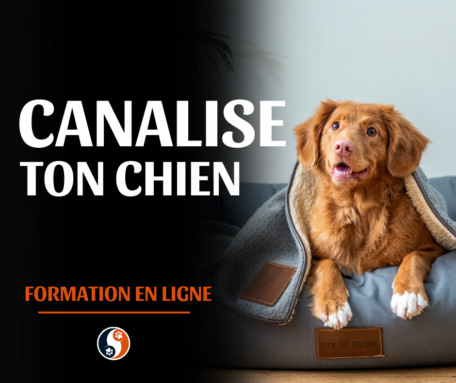 Canalise ton chien