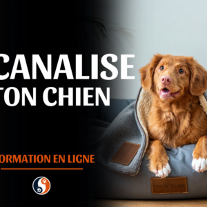 Canaliser son chien