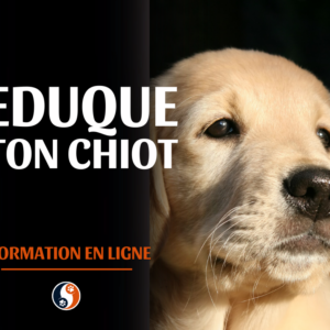 L'éducation du chiot