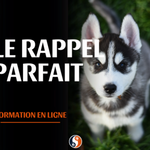 Le rappel parfait