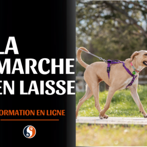 La marche en laisse