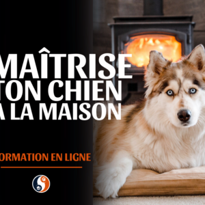 Maîtrise ton chien à la maison
