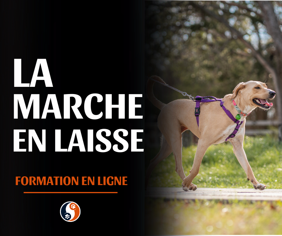 Maitrise ton chien a la maison
